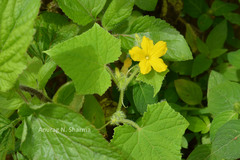 Cucumis sativus f. hardwickii